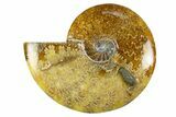 Polished Cretaceous Ammonite (Cleoniceras) Fossil - Madagascar #303894-1